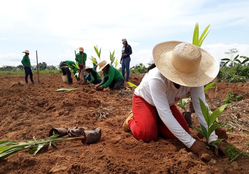 Pessoas no campo fazem plantação de mudas